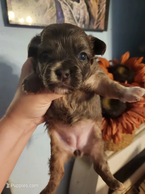 French Bullhuahua 4 – French Bulldog, Chihuahua puppy for sale in Morris, AL