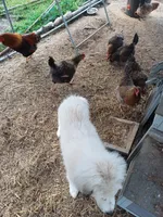 Legend, a male Great Pyrenees for sale in Morris, AL – 9 of 10
