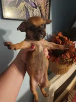 Ckc chihuahua , a female Chihuahua for sale in Morris, AL – 1 of 6