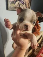 Merle female , a female Boston Terrier for sale in Morris, AL – 2 of 10