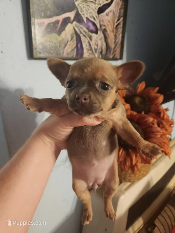 French Bullhuahua 1 – French Bulldog, Chihuahua puppy for sale in Morris, AL