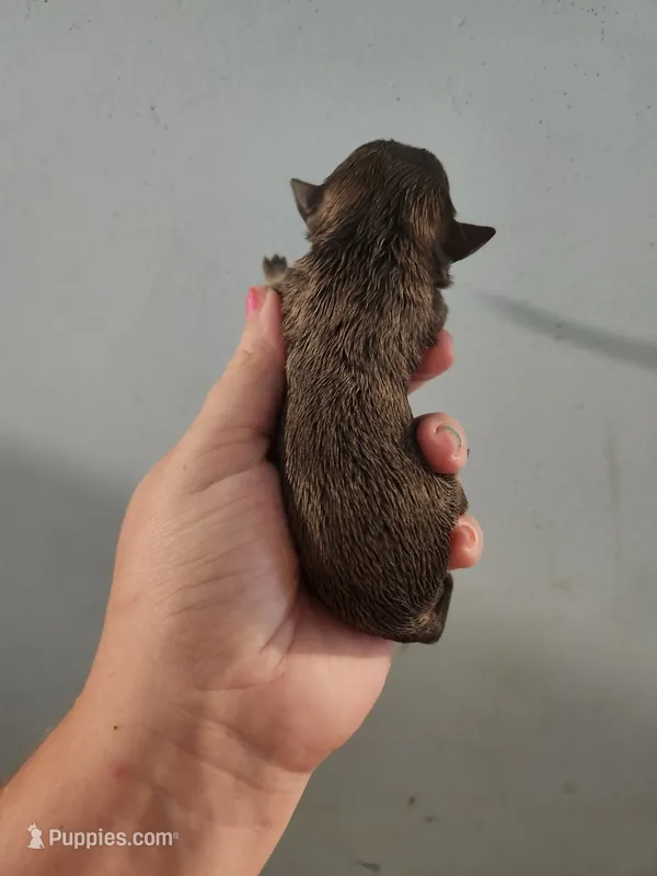 Ckc chihuahua  – Chihuahua puppy for sale in Morris, AL