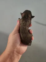 Ckc chihuahua , a female Chihuahua for sale in Morris, AL – 1 of 2