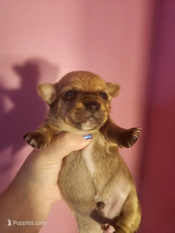 Chihuahua male – Chihuahua puppy for sale in Morris, AL