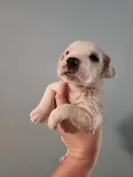 Female , a female American Bulldog and Great Pyrenees for sale in Morris, AL – Photo 1 of 6