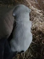 Female , a female American Bulldog and Great Pyrenees for sale in Morris, AL – Photo 3 of 6