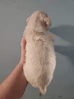 Female , a female American Bulldog and Great Pyrenees for sale in Morris, AL – Photo 4 of 6