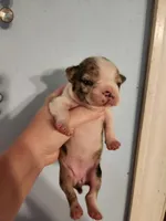 Merle female , a female Boston Terrier for sale in Morris, AL – 10 of 10