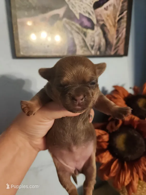 French Bullhuahua 1 – French Bulldog, Chihuahua puppy for sale in Morris, AL