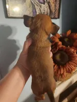 Ckc chihuahua , a female Chihuahua for sale in Morris, AL – 4 of 6