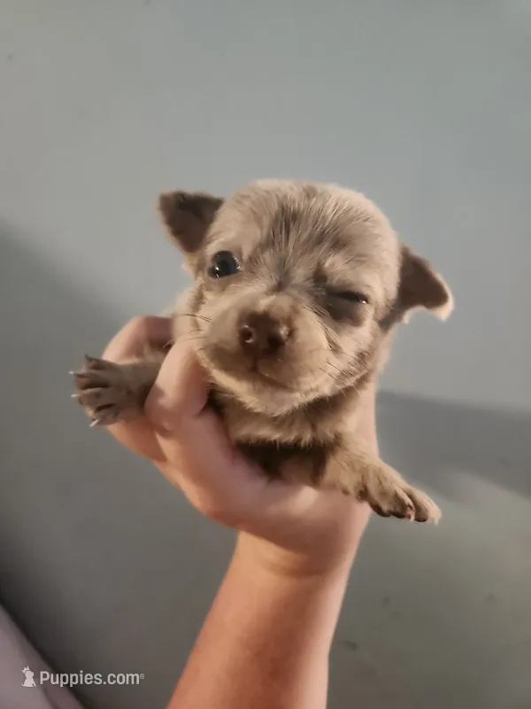 Ckc merle female chihuahua  – Chihuahua puppy for sale in Morris, AL