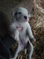 Female , a female American Bulldog and Great Pyrenees for sale in Morris, AL – Photo 3 of 6