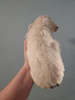 Female , a female American Bulldog and Great Pyrenees for sale in Morris, AL – Photo 4 of 6