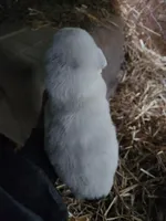 Female , a female American Bulldog and Great Pyrenees for sale in Morris, AL – Photo 2 of 6