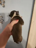 Blue female , a female Boston Terrier for sale in Morris, AL – 10 of 10