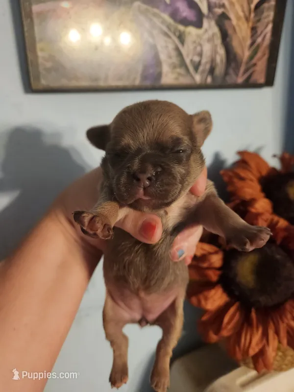 French Bullhuahua 2 – French Bulldog, Chihuahua puppy for sale in Morris, AL