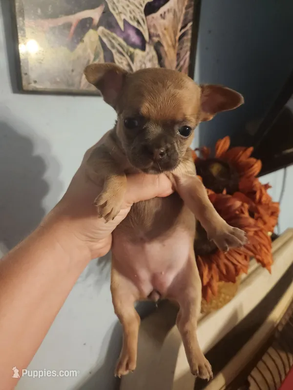 French Bullhuahua 2 – French Bulldog, Chihuahua puppy on hold in Morris, AL