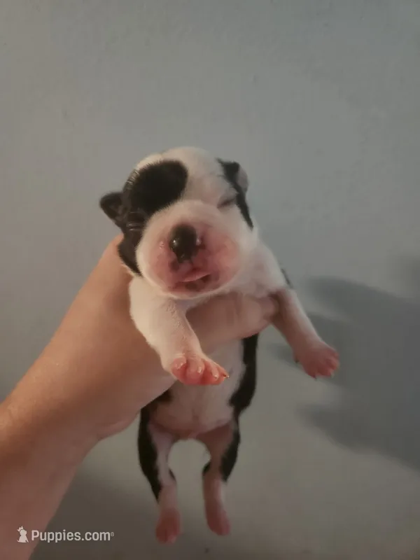 Black and white male  – Boston Terrier puppy for sale in Morris, AL