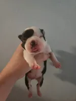 Black and white male , a male Boston Terrier for sale in Morris, AL – 1 of 2