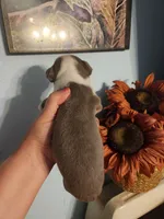 Blue male, a male Boston Terrier for sale in Morris, AL – 8 of 10