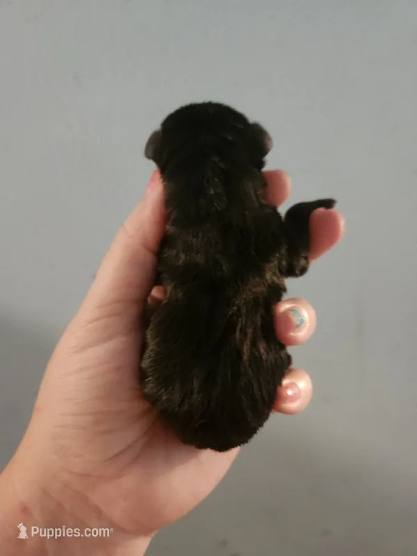 Ckc chihuahua  – Chihuahua puppy for sale in Morris, AL