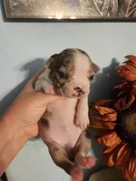 Merle female , a female Boston Terrier for sale in Morris, AL – 8 of 10