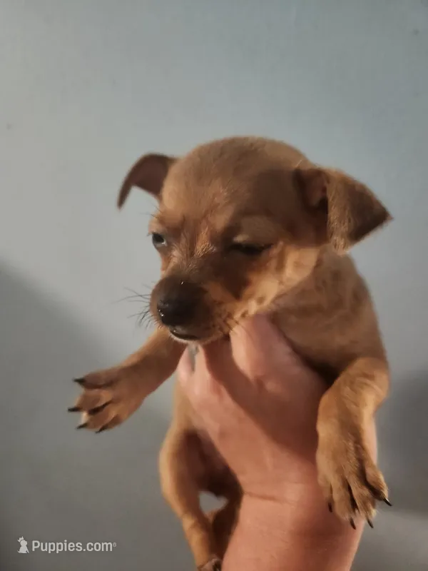 Chihuahua female  – Chihuahua puppy for sale in Morris, AL