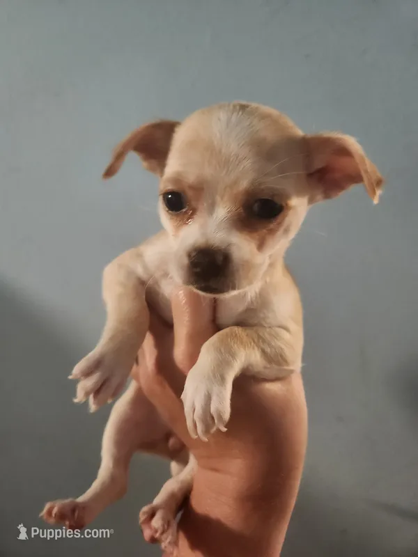 Chihuahua female  – Chihuahua puppy for sale in Morris, AL