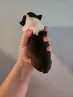 Akc/ckc Boston terrier male, a male Boston Terrier for sale in Morris, AL – Photo 2 of 2