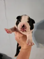 Akc/ckc Boston terrier male, a male Boston Terrier for sale in Morris, AL – 3 of 10