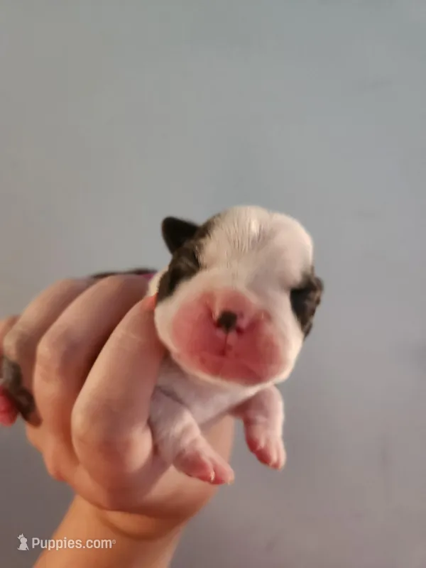 Akc/ckc Boston terrier male – Boston Terrier puppy for sale in Morris, AL