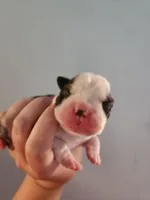 Akc/ckc Boston terrier male, a male Boston Terrier for sale in Morris, AL – Photo 1 of 2