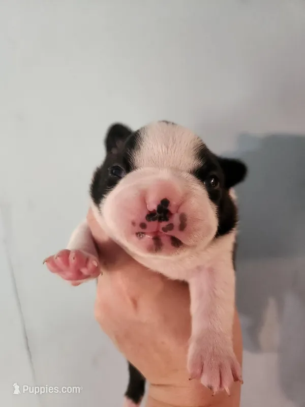 Akc/ckc Boston terrier male – Boston Terrier puppy for sale in Morris, AL