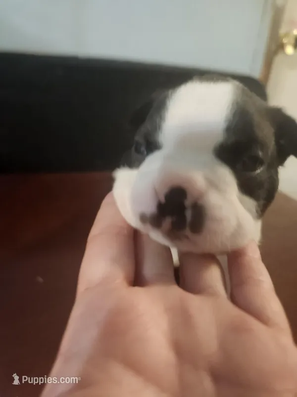 Akc/ckc Boston terrier male – Boston Terrier puppy for sale in Morris, AL
