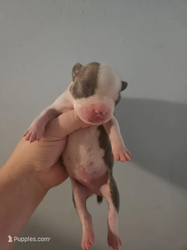 Blue male – Boston Terrier puppy for sale in Morris, AL