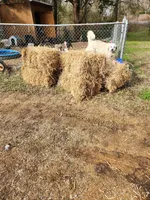 Legend, a male Great Pyrenees for sale in Morris, AL – 2 of 10