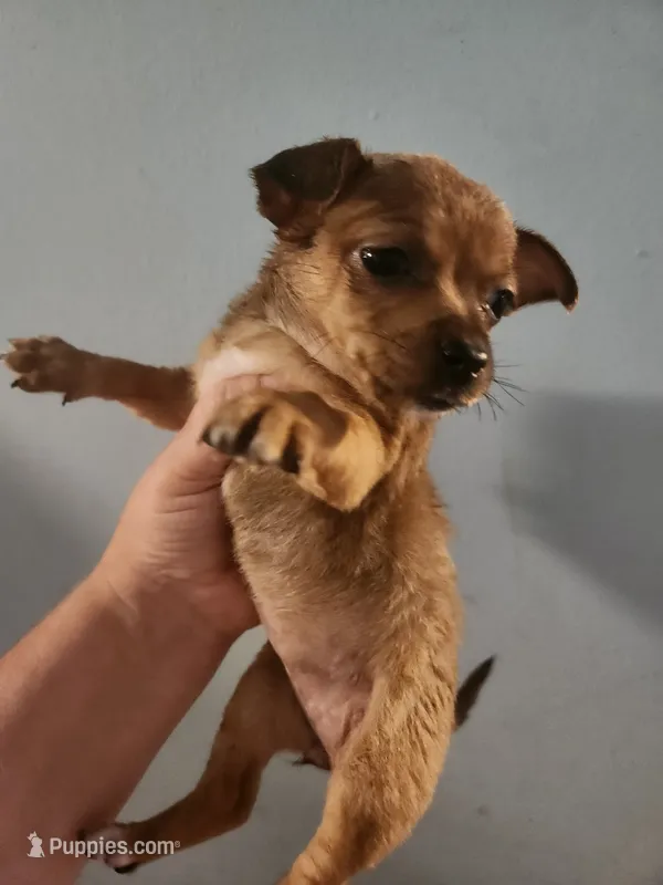 Chihuahua female  – Chihuahua puppy for sale in Morris, AL