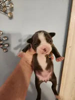 Blue female , a female Boston Terrier for sale in Morris, AL – 9 of 10