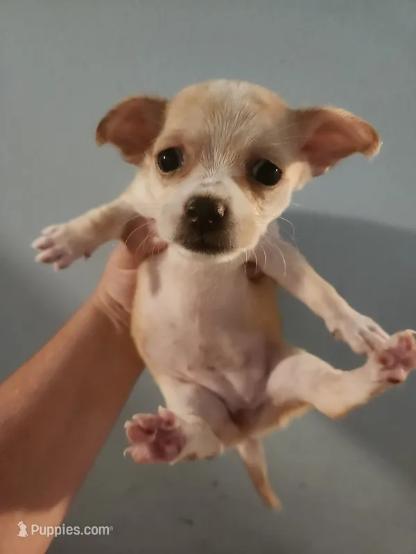 Chihuahua female  – Chihuahua puppy for sale in Morris, AL