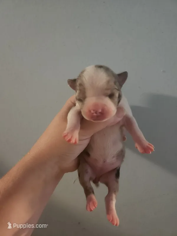 Merle female  – Boston Terrier puppy for sale in Morris, AL