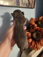 Ckc chihuahua , a female Chihuahua for sale in Morris, AL – 8 of 10