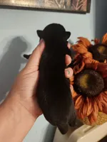 Ckc chihuahua , a male Chihuahua for sale in Morris, AL – 8 of 10