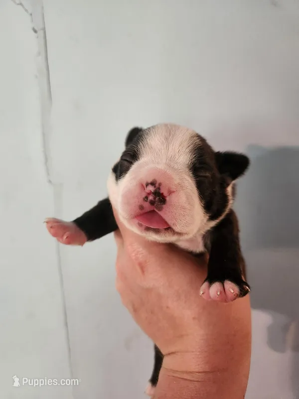 Akc/ckc Boston Terrier male – Boston Terrier puppy on hold in Morris, AL