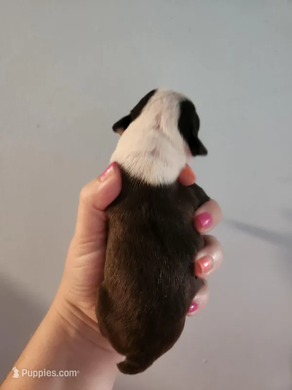 Akc/ckc Boston Terrier male – Boston Terrier puppy for sale in Morris, AL