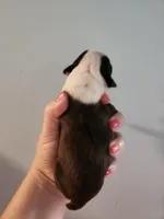 Akc/ckc Boston Terrier male, a male Boston Terrier for sale in Morris, AL – Photo 1 of 2