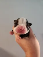 Akc/ckc Boston Terrier male, a male Boston Terrier for sale in Morris, AL – Photo 2 of 2