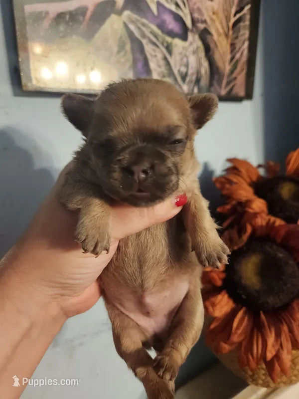 French Bullhuahua 3 – French Bulldog, Chihuahua puppy for sale in Morris, AL