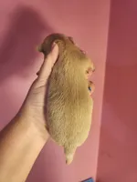 Chihuahua male, a male Chihuahua for sale in Morris, AL – 2 of 2