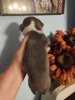 Blue female , a female Boston Terrier for sale in Morris, AL – 7 of 10