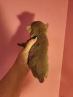 Ckc lavender male pomchi, a male Chihuahua and Pomeranian for sale in Morris, AL – Photo 2 of 6